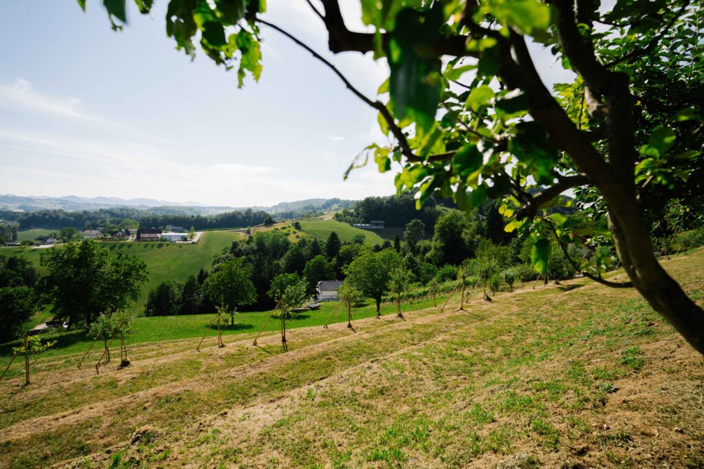 Orchard at Brioni Hills in Preloge near Šmarje, surrounded by rolling green hills and nature.
